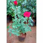 Cloud Farm Red Rose Healthy Plant Traditional Indian Fragrant Desi Red Rose Plant CF_2016