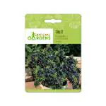 National Gardens Blueberry Fruit Seeds - N Highbush (10 Nos)