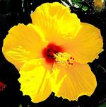 Online Plant Bazar Yellow Hibiscus Joba Flower Live Plant