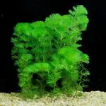 Maalavya Green Live Aquarium Aquatic Plant Green Cabomba With Pot - 50 Grams (Pack Of 2)