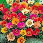 PARYAVARAAN Portulaca Flower Seeds (Pack of 200 Seeds)