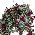 Ashokavanam Wandering jew plant (Tradescantia zebrina)