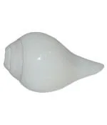 Shivaratna Natural Loud Blowing Shankh, Big 6 Inch - Good Sound