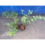 CooPany Combo Nitya Malli and Mullai Poo Beautiful Fragrance All Season Flowering Plants With Safe & Secure Packing Pack of 2 Plants