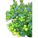 Cloud Farm All time Dwarf Seedless Lemon Plant for Garden(High-Yielding Variety) Round The Year Fruits (1 Healthy Plant In Grow- Bag),CF_L61