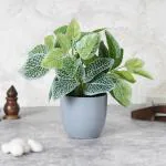 Elemntl Artificial Fittonia Plant Bush in Grey Pot