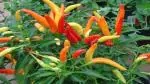 PLATONE Suraj Mukhi Chilli - Suryamukhi - Hot Pepper Seeds(Pack Of50 Chilli Seeds)
