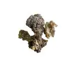 FLORRIS Premium Quality Natural Guggul - 100g Pouch (Pack of 1)