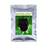 SENECIO Black Rare Color Dragon Rose Flower Seeds - Pack of 20 Seeds