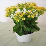 Platone Kalanchoe Plant (KH-192)
