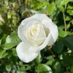 Cloud Farm Rare White Double Rose Plant- Flowering Plants Flowers Garden Hybrid Button Rose Plant CF_960