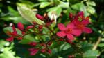 PLATONE jatropha pandurifolia red plant, it is a plant not a seed(Pack Of1)