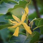 Cloud Farm Hybrid Golden Champa Plant - 200 mm CF32