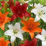 PARYAVARAAN Asiatic lily Flower Bulbs Orange 2 (Multicolour)