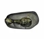 Real Seed Stone Antique Original Laxmi Narayana Shaligram Shila (6x3.3x3.2cm)