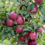 Cloud Farm Healthy Fruit Plant for Hot Climate Supporting All India Weather Grafted Tree from Shimla-Himachal - Pack of 1 Shimla Apple Tree, CF_N03