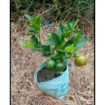 Cloud Farm Rare Bush Orange Dwarf Orange fruit Healthy Layering Plant (1-1.5 Ft Size) CF_1135