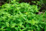 PARYAVARAAN Oregano Herbs Seeds (100 Seeds)