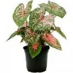 PARYAVARAAN Caladium Live Plant Pack of 5 bulbs