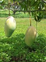 Cloud Farm Hybrid Mango Plant - 200 mm