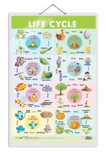 GO WOO Life Cycle Educational Poster for Preschool Kids Classroom Study | Chart for Kids