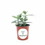 Yours Plants Vastu Plant Crassula Ovata or Jade Plant, for Home and Office,