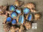 Seeds Village Black Turmeric Seed 1 Kg