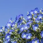 JIGNISHA SEEDS Morning Glory Blue Color Flower Seeds For Home Garden Pack Of 30