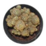 Indian Gardens Mammillaria Prolifera Cactus With Pot Live Plants