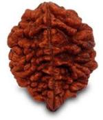 Feeltouchmart Brown Wood 2 Mukhi Nepal Rudraksha Beads Hgj00-1001-2071