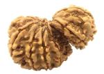 Feel Touch Mart Pure Garbh Gauri Rudraksha Nepali Best Original IGL Lab Certified Best Rudraksha for Wearing High Rated Naturally 2 Joined Bead by