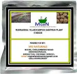 MGBN THE PATH FOR THE HEALTHIER LIFE WITH BEAUTY Rudraksha, Elaeocarpus Ganitrus Plant - 5 Seeds