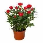Cloud Farm Healthy English Red Rose Flower Plant For Balcony, Terrace, Outdoor Gardening CF_2052