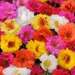 NooElec Seeds India 200+ Seeds- Portulaca Moss Rose Happy Trails Succulent, Heat & Drought Tolerant Ground Cover Plant Mix