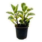 Hug A Plant Peperomia Obtusifolia (Variegated)- Live Plant in 10cm pot For Indoor (Home & Garden)