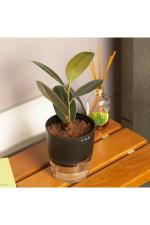 Kyari Black Plastic Rubber Plant with Self Watering Pot 11.5 x 8 x 8cm (Pack of 1)