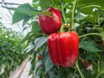 Green World Red Bell Pepper 100 Seed