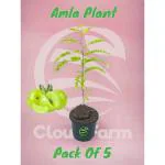 Cloud Farm Amla Tree Goose-Berry Amalaki Plant Grafted Original Vareity, Pack Of 5 SCF_15