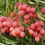 Platone Litchi PlantLichu PlantSweet Litchi 1.5ft Healthy & Fresh Short Time Fruit Plant with Polly Bag