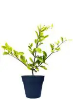 Cloud Farm Hybrid Lapins Cherry Fruit Plant - 200 mm CF_O438