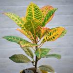 PLATONE Croton Petra Plant_cROTON PLANT MC G(y394
