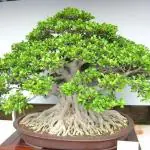 PLATONE Ficus Bonsai for Home Decor and Garden