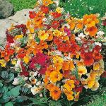 PARYAVARAAN Nemesia Flower Seeds F1 Hybrid Mixed colors Flower Seeds pack of 50 seeds