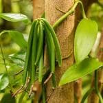 Hug A Plant Vanilla Plant (Vanilla planifolia) Ornamental/Medicinal Live Plant (Home & Garden)