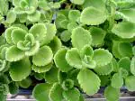 Odiplantz Cuban oregano Live Plant