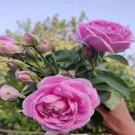 GREEN LINE Live Pink Desi Rose Plant and White Desi Rose Plant and Red Desi Rose Plant for Outdoor Gardening Plant
