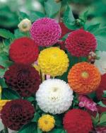 PARYAVARAAN Dahlia Flower Plant Live pack of 50 seeds