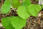 PLATONE Akanadi Velvet Leaf Laghu patha Barbasco plant, it is a plant not a seed(Pack Of1)