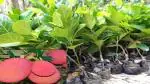 Platone Jack Fruit Plant Thai All Time Pink Jackfruit Plant