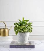 Nurturing Green Money Plant Njoy In Ivory Tide Self Watering Planters Pots